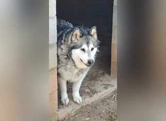 LUFFI-Besitzer erkrankt, deshalb sucht dieser freundliche Bub neue, liebevolle Für-immer-Familie