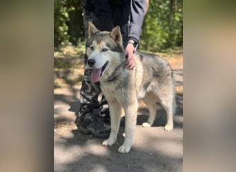 Szuktan sucht sportliche Familie