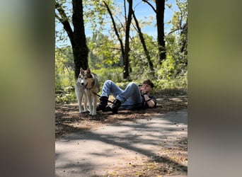 Szuktan sucht sportliche Familie