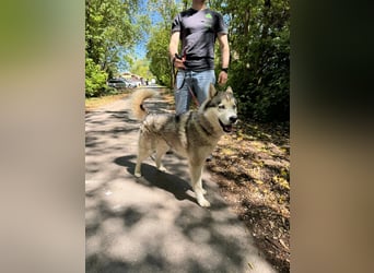 Szuktan sucht sportliche Familie