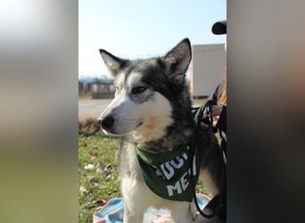 Kody, freut sich auf eine aktive Familie