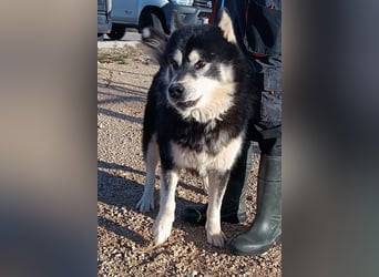 Jakov großer Malamute Husky Mischling Rüde sucht Zuhause oder Pflegestelle