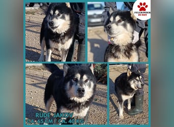 Jakov großer Malamute Husky Mischling Rüde sucht Zuhause oder Pflegestelle