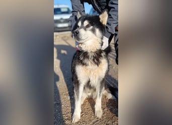 Jakov großer Malamute Husky Mischling Rüde sucht Zuhause oder Pflegestelle