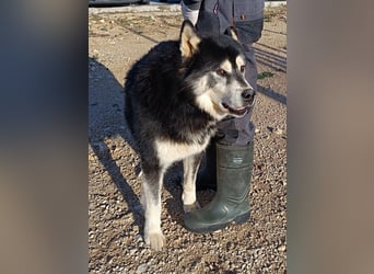 Jakov großer Malamute Husky Mischling Rüde sucht Zuhause oder Pflegestelle
