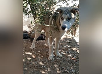 Lope, freundlich und sehr sozial