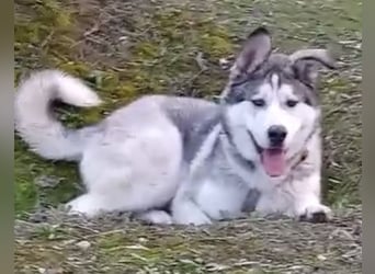 Lope, freundlich sozial und ein Kuschelbär