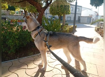 Lope, freundlich und sehr sozial