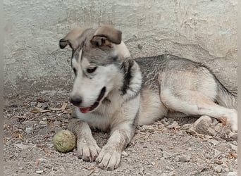 Lope, wünscht sich so sehr eine Familie