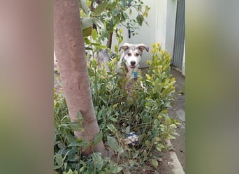 Lope, wünscht sich so sehr eine Familie