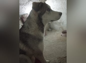 Lope, sucht sein Für-immer-Zuhause