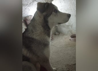 Lope, freundlich und sehr sozial