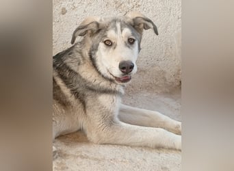 Lope - Ein Herzenshund sucht sein Für-Immer-Zuhause