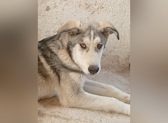 Lope - Ein Herzenshund sucht sein Für-Immer-Zuhause