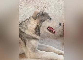 Lope ,sanfter katzenfreundlicher Bär im Husky-Look sucht sein großes Glück
