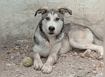 Lope, freundlich sozial und ein Kuschelbär
