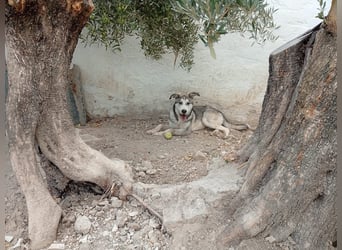 Lope, freundlich sozial und ein Kuschelbär