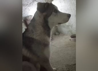 Lope ,sanfter katzenfreundlicher Bär im Husky-Look sucht sein großes Glück