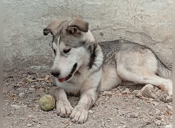 Lope, freundlich und sehr sozial