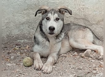 Lope, freundlich und sehr sozial