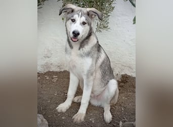 Lope, freundlich sozial und ein Kuschelbär