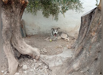 Lope, sucht sein Für-immer-Zuhause