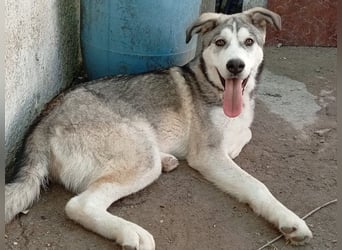 Lope, freundlich und sehr sozial