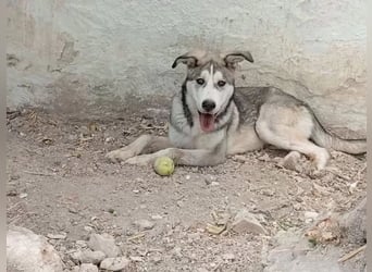 Lope ,sanfter katzenfreundlicher Bär im Husky-Look sucht sein großes Glück