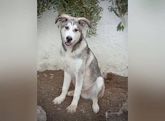 Lope, wünscht sich so sehr eine Familie