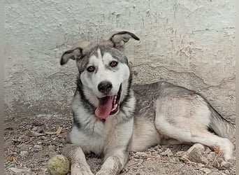 Lope, freundlich und sehr sozial