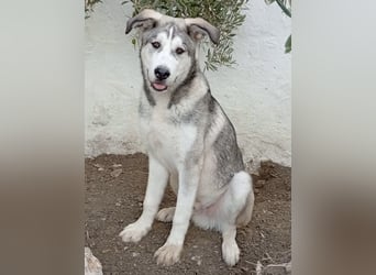 Lope - Ein Herzenshund sucht sein Für-Immer-Zuhause