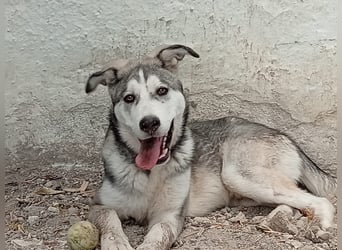 Lope - Ein Herzenshund sucht sein Für-Immer-Zuhause