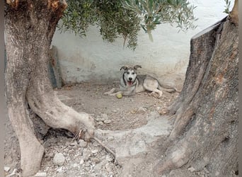 Lope, freundlich und sehr sozial