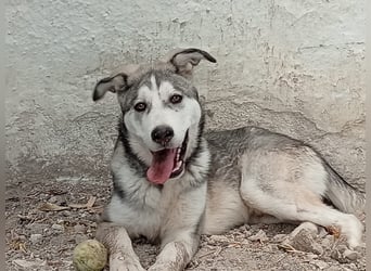 Lope, wünscht sich so sehr eine Familie