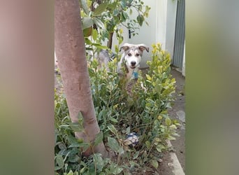 Lope, freundlich und sehr sozial