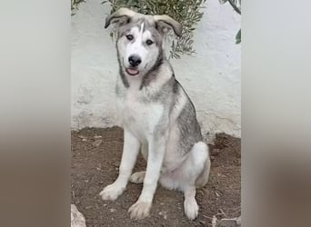 Lope ,sanfter katzenfreundlicher Bär im Husky-Look sucht sein großes Glück