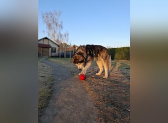 NANOOK - der freundliche und kuschelbedürftige Rüde sucht ein Zuhause ohne andere Hunde