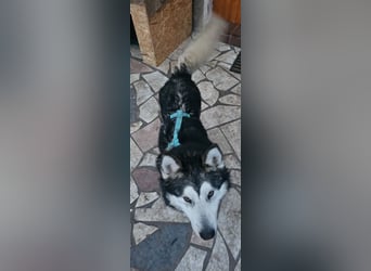 NANOOK - der freundliche und kuschelbedürftige Rüde sucht ein Zuhause ohne andere Hunde