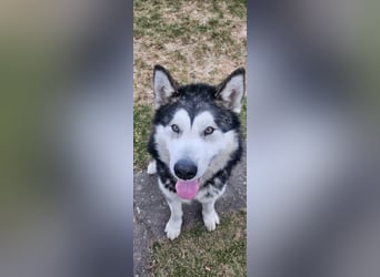 NANOOK - der freundliche und kuschelbedürftige Rüde sucht ein Zuhause ohne andere Hunde