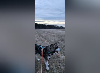 NANOOK - der freundliche und kuschelbedürftige Rüde sucht ein Zuhause ohne andere Hunde