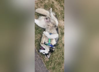 NANOOK - der freundliche und kuschelbedürftige Rüde sucht ein Zuhause ohne andere Hunde