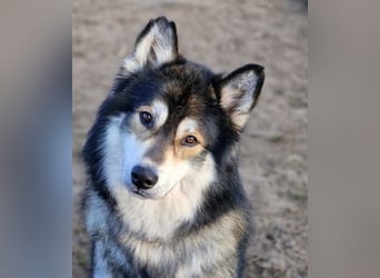 Fuzzel sucht ein Zuhause