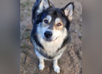 Fuzzel sucht ein Zuhause