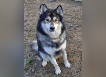 Fuzzel sucht ein Zuhause