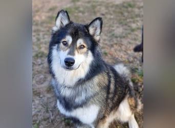 Fuzzel sucht ein Zuhause