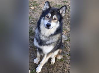 Fuzzel sucht ein Zuhause