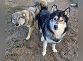 Fuzzel sucht ein Zuhause