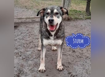 Sturm ein großer Rüde