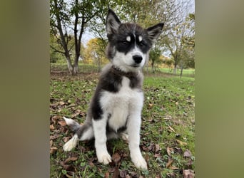 Samia braucht ein Zuhause