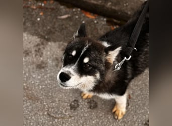 Samia braucht ein Zuhause